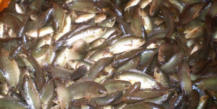 Bộn cá khi cất vó trong con nước nổi tràn đồng