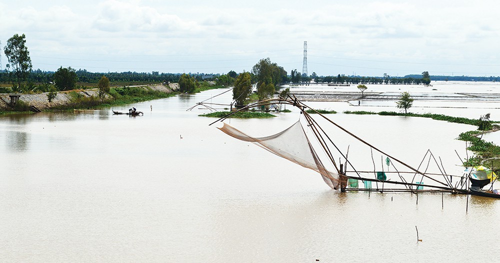 Bộn c&aacute; khi cất v&oacute; trong con nước nổi tr&agrave;n đồng - Ảnh 1.