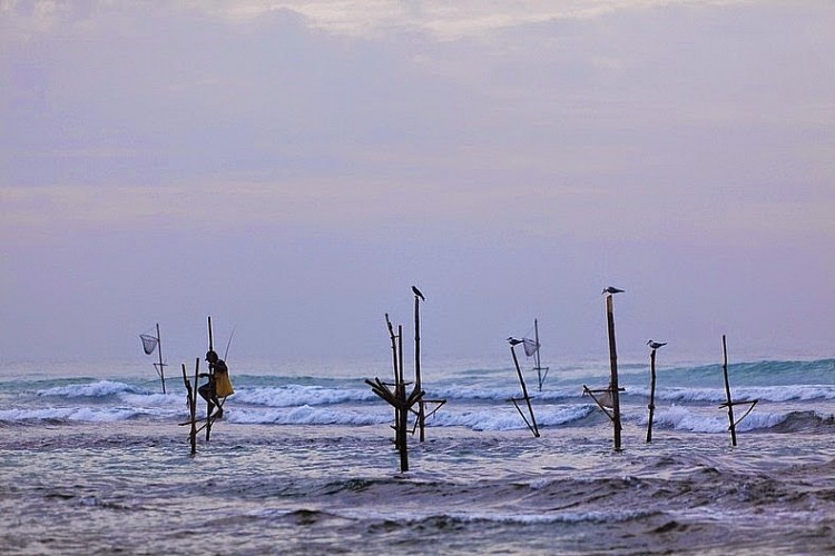 Nghệ thuật câu cá trên cọc kheo của các ngư dân Sri Lanka - Ảnh 5.