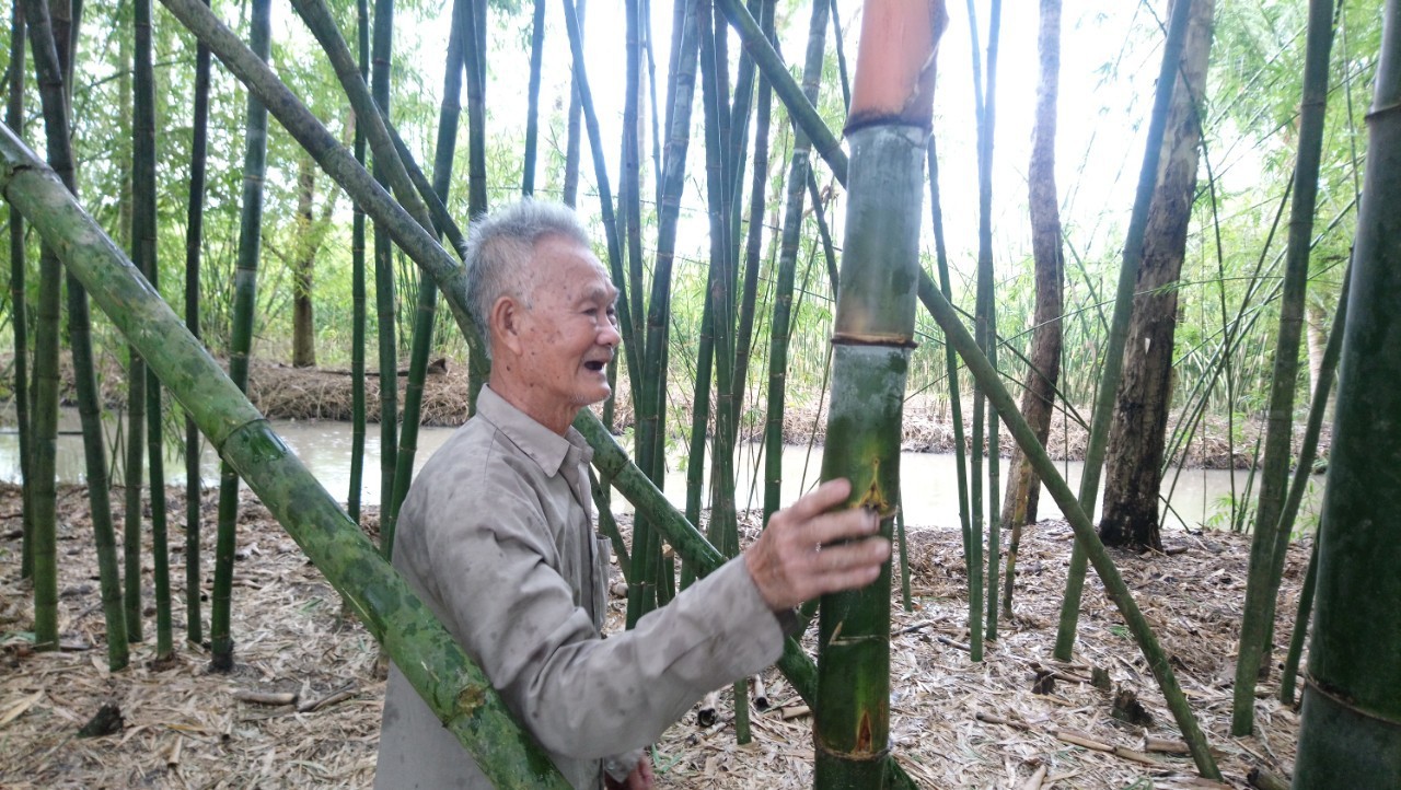Lão nông 83 tuổi tăng thu nhập nhờ “níu kéo” lũy tre làng