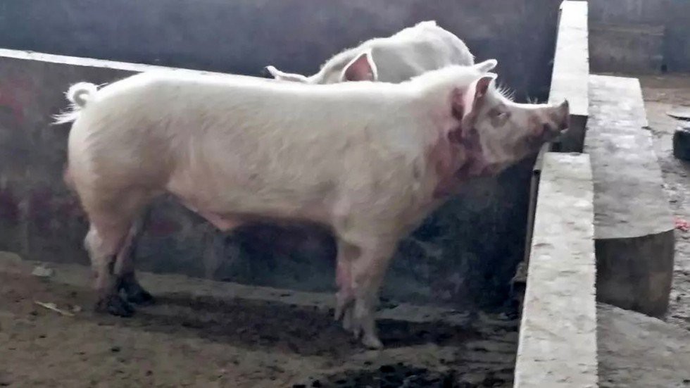 Nông dân thiệt mạng vì bị… heo tấn công