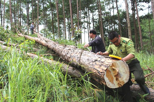 Lâm Đồng: Ồ ạt triệt hạ rừng thông để chiếm đất - Ảnh 2.