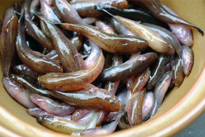 Đua nhau săn con c&aacute; nhỏ nhưng độc ở  đầm Chuồn - Ảnh 3.