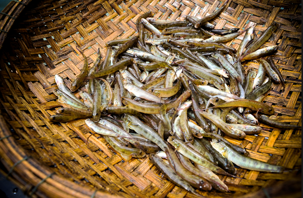 Đua nhau săn con c&aacute; nhỏ nhưng độc ở  đầm Chuồn - Ảnh 2.