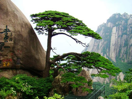 Bị bức tử bởi... tình yêu