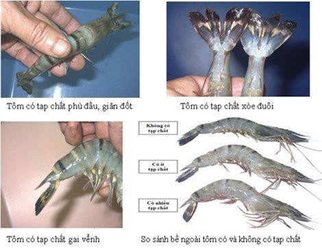C&aacute;ch nhận biết t&ocirc;m bơm tạp chất - Ảnh 1.