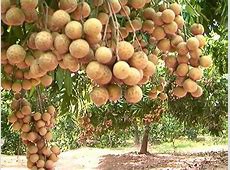 Cháu bé chết tức tưởi khi ăn nhãn