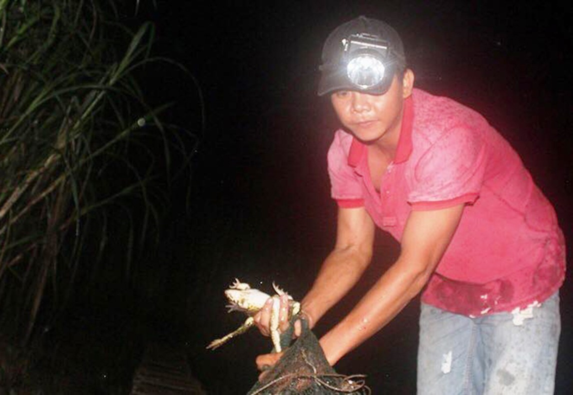Săn ếch trên rừng, thấy nhiều cũng không dám bắt thêm