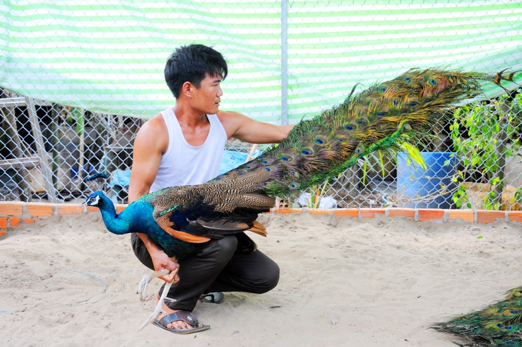 “Đột nhập” trang trại nuôi chim công lớn nhất miền Tây - Ảnh 7.