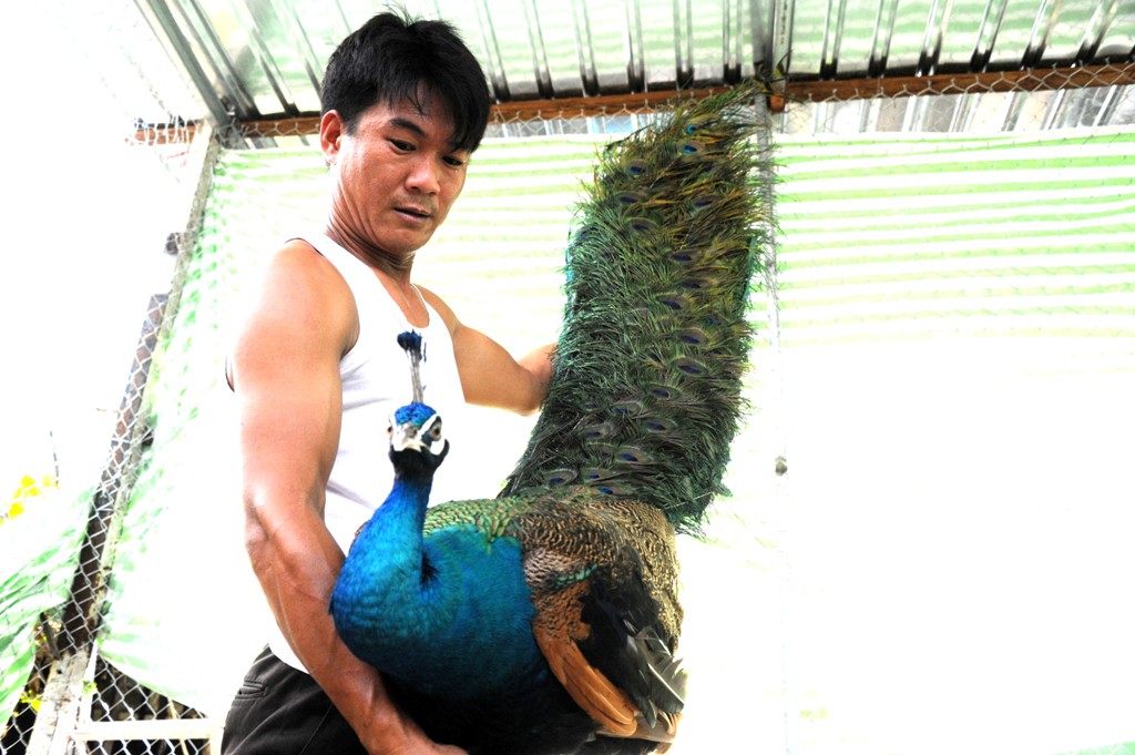 “Đột nhập” trang trại nuôi chim công lớn nhất miền Tây