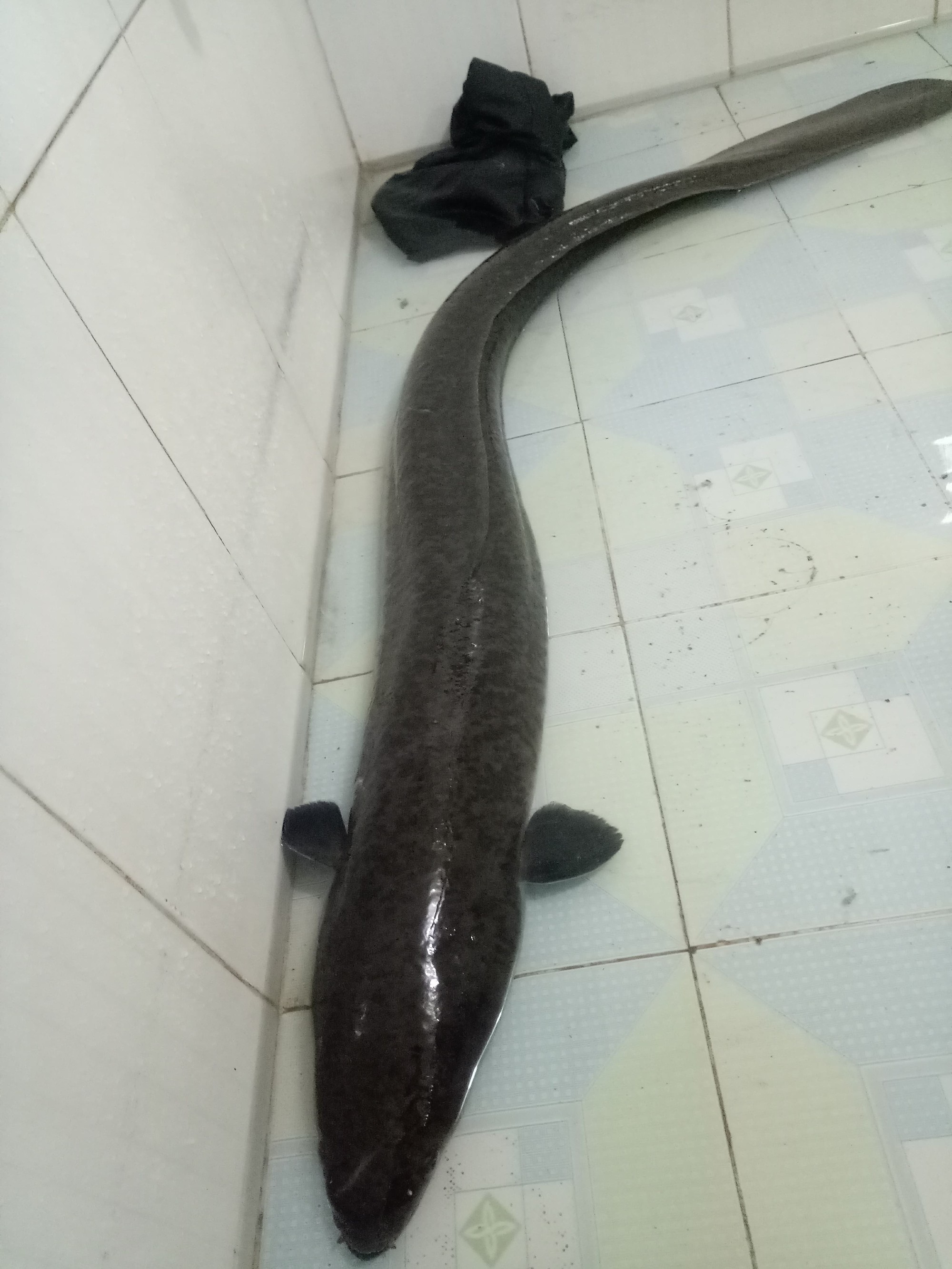 Đầu năm bắt được cá lệch “khủng” dài 1,6 m, nặng 10 kg