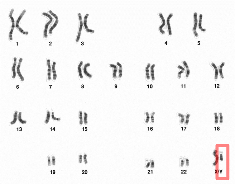 Thế giới sẽ kh&ocirc;ng c&ograve;n đ&agrave;n &ocirc;ng? - Ảnh 1.