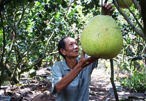 Bưởi khổng lồ 8 kg, gi&aacute; một triệu đồng mỗi tr&aacute;i ở miền T&acirc;y - Ảnh 1.