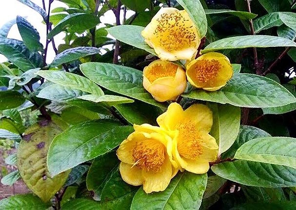 Mùa chế biến loài chè đắt như vàng ở Nghệ An