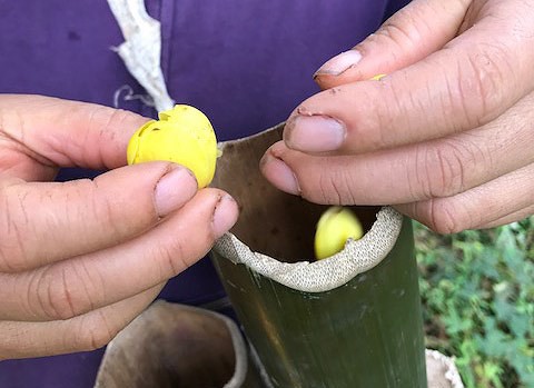 M&ugrave;a chế biến lo&agrave;i ch&egrave; đắt như v&agrave;ng ở Nghệ An - Ảnh 2.