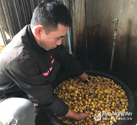 M&ugrave;a chế biến lo&agrave;i ch&egrave; đắt như v&agrave;ng ở Nghệ An - Ảnh 3.