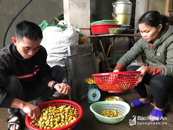 M&ugrave;a chế biến lo&agrave;i ch&egrave; đắt như v&agrave;ng ở Nghệ An - Ảnh 4.