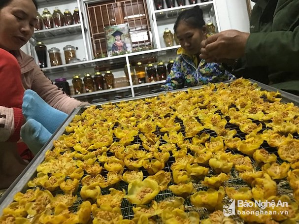 M&ugrave;a chế biến lo&agrave;i ch&egrave; đắt như v&agrave;ng ở Nghệ An - Ảnh 5.
