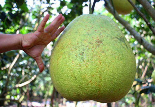 Bưởi khổng lồ 8 kg, giá một triệu đồng mỗi trái ở miền Tây