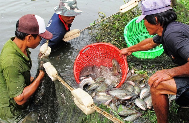 Trở lại v&ugrave;ng đặc sản kh&ocirc; bổi C&agrave; Mau - Ảnh 1.
