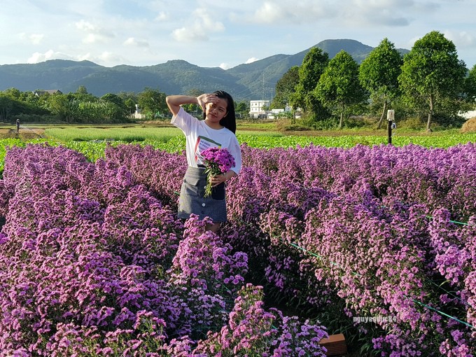 Vườn hoa thạch thảo đang g&acirc;y sốt ở B&agrave; Rịa - Vũng T&agrave;u - Ảnh 3.