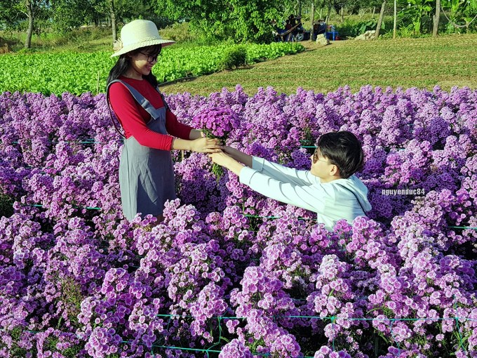 Vườn hoa thạch thảo đang g&acirc;y sốt ở B&agrave; Rịa - Vũng T&agrave;u - Ảnh 4.