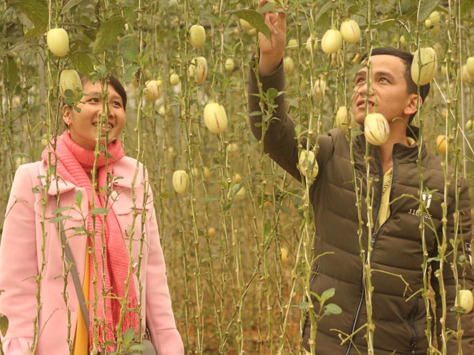 Độc đáo loại dưa hấu tí hon - Ảnh 1.