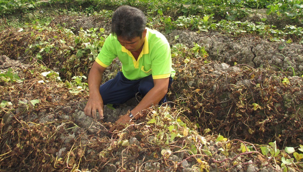 Kẻ gian phun thuốc diệt cỏ khiến khoai lang chết sạch - Ảnh 2.