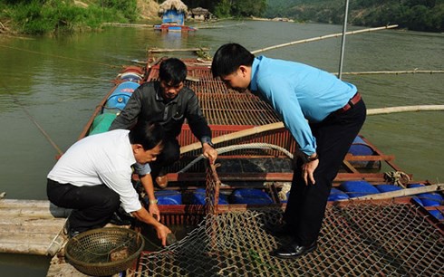 Đưa “quái ngư” quý hiếm vào lồng nuôi nhốt trên sông Lô - Ảnh 1.