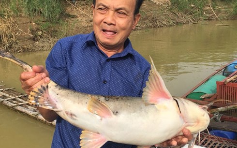 Đưa “quái ngư” quý hiếm vào lồng nuôi nhốt trên sông Lô