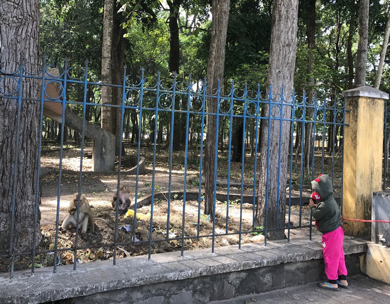 Khỉ liên tục tấn công người ở Tây Ninh