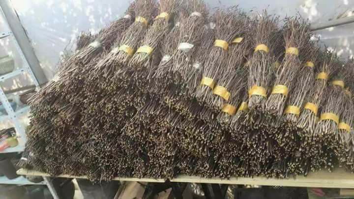 Hoa ngủ đ&ocirc;ng: Như củi kh&ocirc; nhưng nở rất đẹp - Ảnh 1.