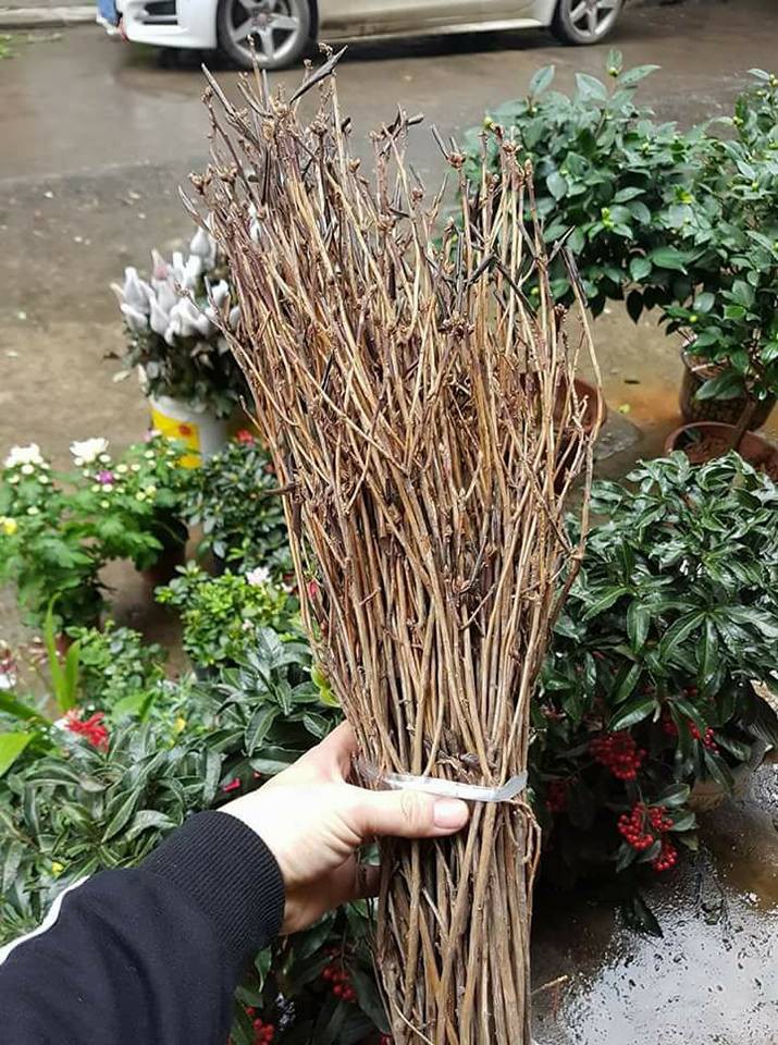 Hoa ngủ đ&ocirc;ng: Như củi kh&ocirc; nhưng nở rất đẹp - Ảnh 2.