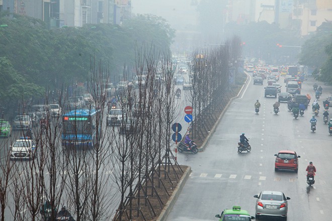 Ngắm hàng phong lá đỏ châu Âu lần đầu tiên được trồng ở HN - Ảnh 2.