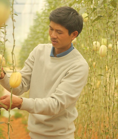 Độc đáo loại dưa hấu tí hon - Ảnh 2.