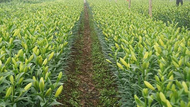 Bạt ng&agrave;n hoa ở l&agrave;ng hoa T&acirc;y Tựu mới - Ảnh 2.