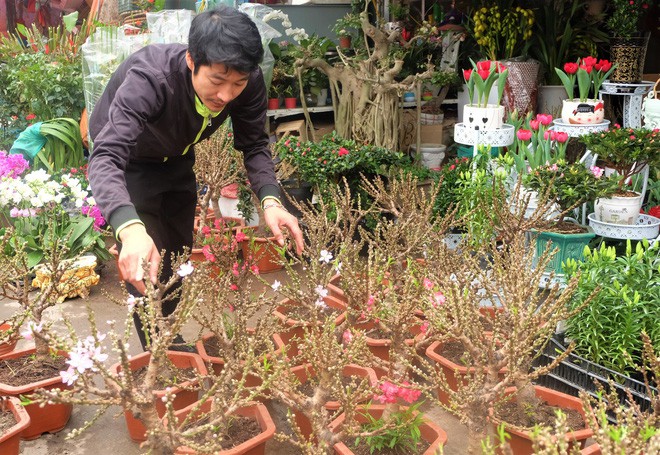 2-3 triệu đồng chậu đ&agrave;o Thất Thốn Trung Quốc chơi Tết - Ảnh 1.