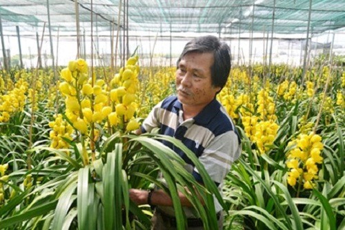Mỏi mắt ngắm những vườn địa lan "khủng" nhất Việt Nam
