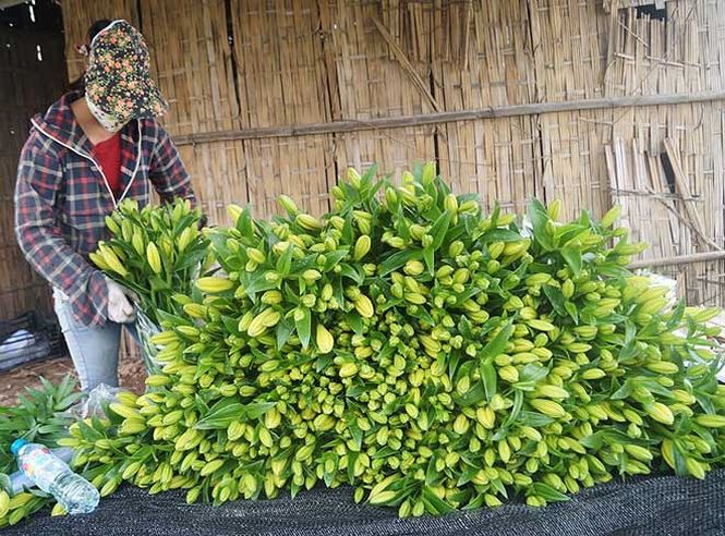 Bạt ng&agrave;n hoa ở l&agrave;ng hoa T&acirc;y Tựu mới - Ảnh 11.