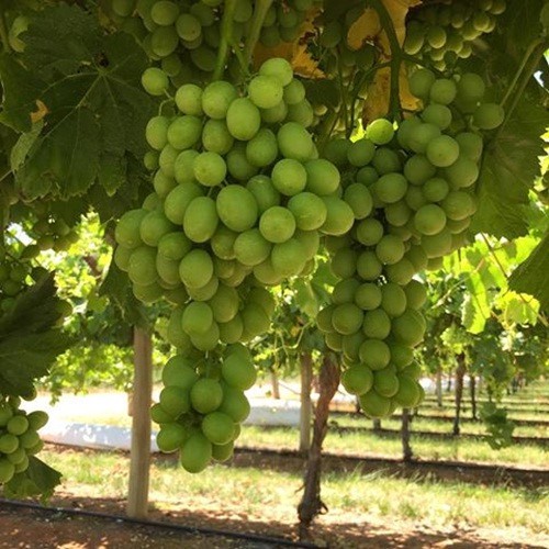 Mỏi mắt ngắm vườn nho Australia đẹp nhất h&agrave;nh tinh - Ảnh 11.