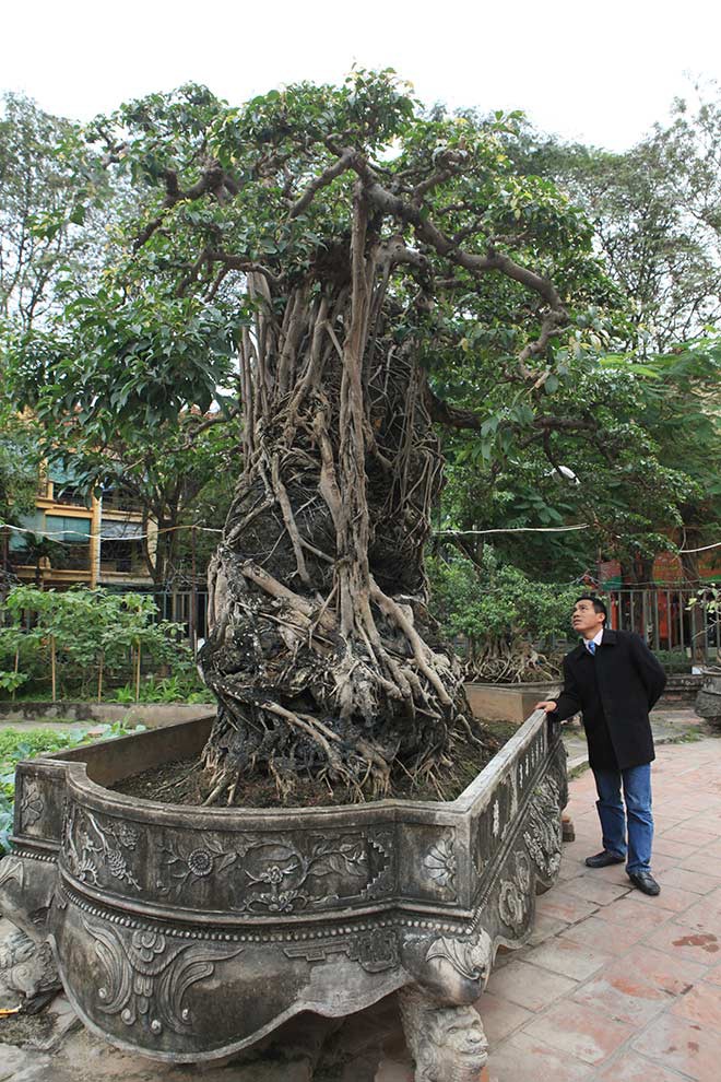 Đổi 8 l&ocirc; đất ở Thủ đ&ocirc; lấy c&acirc;y sanh cổ nhất ch&acirc;u &Aacute; - Ảnh 4.
