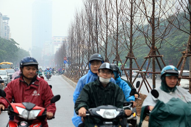 Ngắm hàng phong lá đỏ châu Âu lần đầu tiên được trồng ở HN