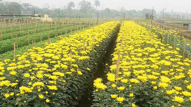 Bạt ng&agrave;n hoa ở l&agrave;ng hoa T&acirc;y Tựu mới - Ảnh 12.