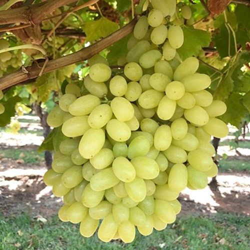Mỏi mắt ngắm vườn nho Australia đẹp nhất h&agrave;nh tinh - Ảnh 12.