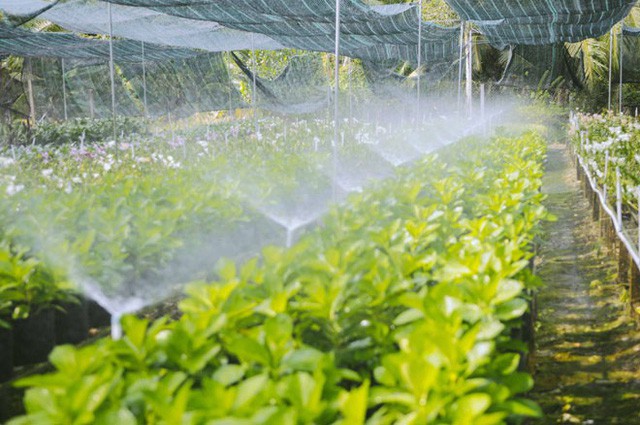 Không thể tin nổi giữa Sài Gòn có cánh đồng hoa đẹp đến thế!