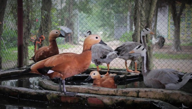 Trang trại chim “quý tộc”, gà “hoàng gia” tiền tỷ giữa Hà Nội - Ảnh 13.