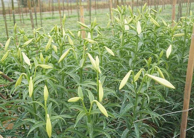 Bạt ng&agrave;n hoa ở l&agrave;ng hoa T&acirc;y Tựu mới - Ảnh 13.