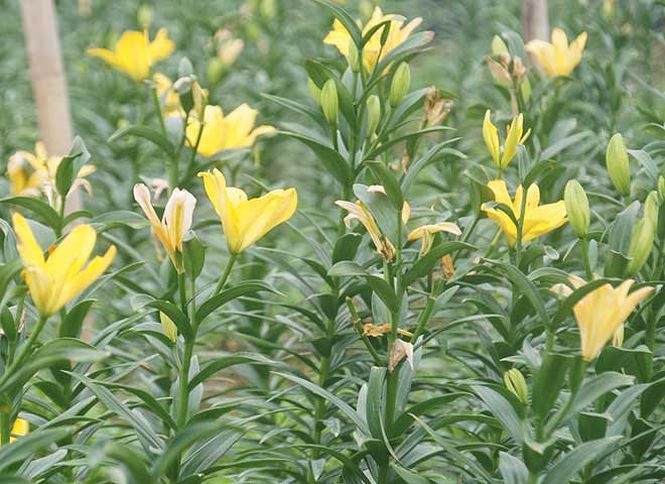 Bạt ng&agrave;n hoa ở l&agrave;ng hoa T&acirc;y Tựu mới - Ảnh 14.