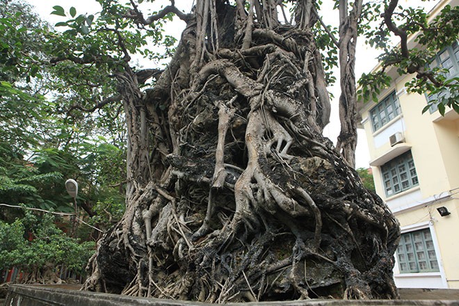 Đổi 8 l&ocirc; đất ở Thủ đ&ocirc; lấy c&acirc;y sanh cổ nhất ch&acirc;u &Aacute; - Ảnh 5.