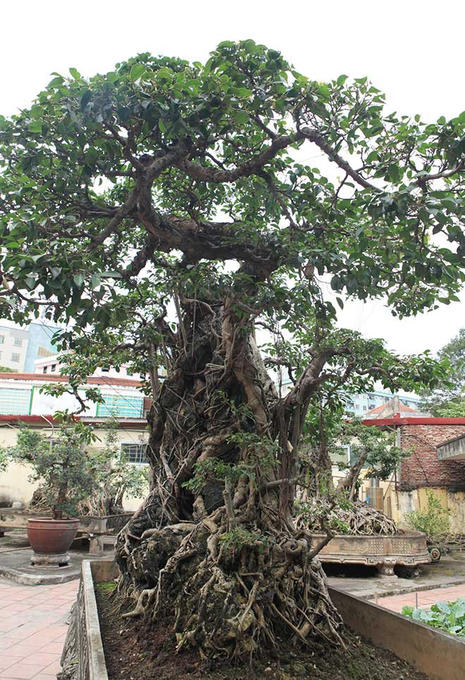 Đổi 8 l&ocirc; đất ở Thủ đ&ocirc; lấy c&acirc;y sanh cổ nhất ch&acirc;u &Aacute; - Ảnh 6.